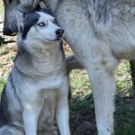 Grey Wolf and Husky