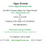 Algae Protein