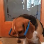 cooldog GIF Template