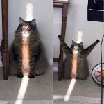 light cat