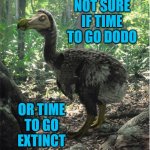 Not sure If Time To Go Dodo Or Time To Go Extinct | NOT SURE IF TIME TO GO DODO; OR TIME TO GO EXTINCT | image tagged in dodo | made w/ Imgflip meme maker