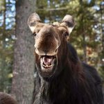 Happy moose template