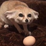 Fennec With Egg template