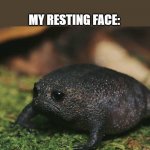 Sad Toad | THEM: "WHY DO YOU ALWAYS LOOK SO SAD?"; ME: "THAT'S JUST MY RESTING FACE."; MY RESTING FACE: | image tagged in sad toad | made w/ Imgflip meme maker