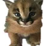 Caracal Cub