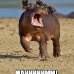 Hep! | MAHHHHHMM! 
HELP! | image tagged in hippo | made w/ Imgflip meme maker