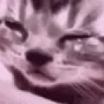 sadcat GIF Template