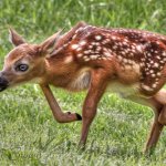 Silly Walk Deer