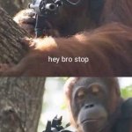 Orangutan hey bro stop meme