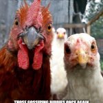 gangster chickens | TODAY ON THE VIEW ... THOSE GOSSIPING BIDDIES ONCE AGAIN ATTEMPT TO SPREAD DECEIT AND DISINFORMATION. | image tagged in gangster chickens | made w/ Imgflip meme maker