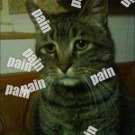 pain P a !n p.  A a. in. PIiAkn | pain pain pain pain pain pain pain pain pain pain | image tagged in memes,depressed cat | made w/ Imgflip meme maker