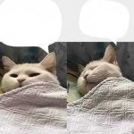 cat sleeping meme
