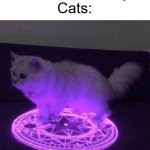 Whomst has summoned the almighty one | Me: *shakes treat jar*
Cats: | image tagged in whomst has summoned the almighty one | made w/ Imgflip meme maker