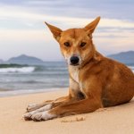 Australian Dingo dog on beach