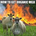 Evil Cows Meme | HOW TO GET ORGANIC MILK LOL:) | image tagged in memes,evil cows | made w/ Imgflip meme maker