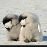 Penguins :)