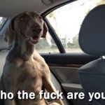 Who The F**k Are You? Dog