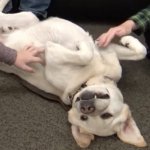 Dog belly rub