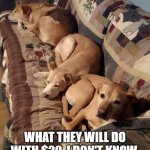 Dogs | I'M THINKING ABOUT LEAVING EVERYTHING TO THE DOGS. WHAT THEY WILL DO WITH $20, I DON'T KNOW, BUT I HOPE THEY ENJOY IT. | image tagged in dogs | made w/ Imgflip meme maker