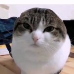 Wawa Cat GIF Template