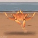 triggered crab GIF Template