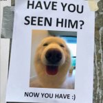 Lets make a stranger smile today :) | image tagged in have you seen him now you have,memes,doggo | made w/ Imgflip meme maker