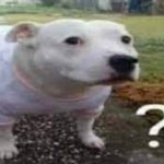 Dog question mark meme