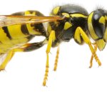 mojang pls put me in minecraft wasp