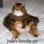 Josie's cat | Josie's favorite cat | image tagged in i'm not fat | made w/ Imgflip meme maker