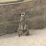 Smiling Meerkat