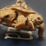 2 Headed Turtle