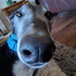 Wonky eye greyhound