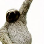 Sloth heil