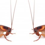 Schizophrenic Roach meme