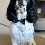 Winston