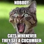 scared cat | NOBODY:; CATS WHENEVER THEY SEE A CUCUMBER: | image tagged in scared cat,cats | made w/ Imgflip meme maker