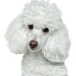 White poodle bust