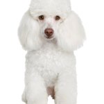 Poodle white standing