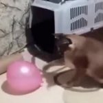 Floppa pops balloon meme