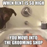 dog bathtub | WHEN RENT IS SO HIGH; YOU MOVE INTO THE GROOMING SHOP | image tagged in dog bathtub | made w/ Imgflip meme maker