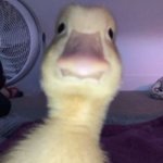 Walter duck | image tagged in walter duck | made w/ Imgflip meme maker