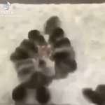 mice GIF Template