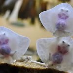 Baby Stingrays