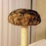 Catshroom meme