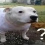 Confused dog meme