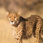 Unamused Cheetah