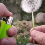 Lighter | Litness level 100 | image tagged in gifs,funny,memes,blank white template,lighter,gif | made w/ Imgflip video-to-gif maker