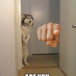 shy husky | WHAT ARE YOU DOING; ARE YOU PLAYING GAMES! | image tagged in shy husky | made w/ Imgflip meme maker