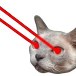 cat laser eyes