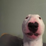 Do you fart? | DO YOU FART? | image tagged in nelson the bull terrier,do you fart,dogs,farts | made w/ Imgflip meme maker